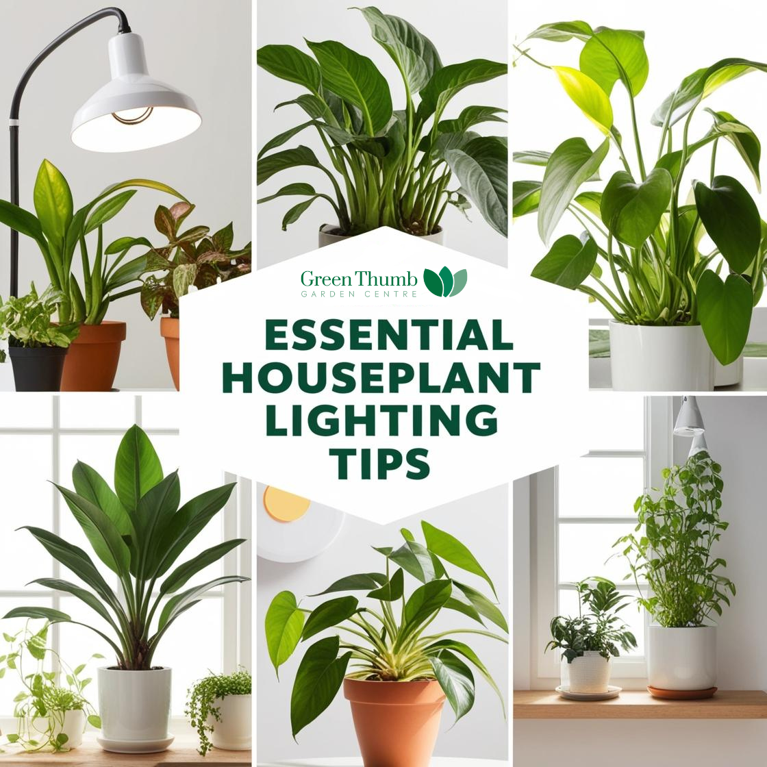 Essential Lighting Tips for Happy, Healthy Houseplants