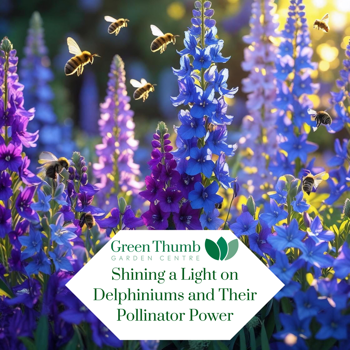Shining a Light on Delphiniums and Their Pollinator Power  Green Thumb  Garden Centre
