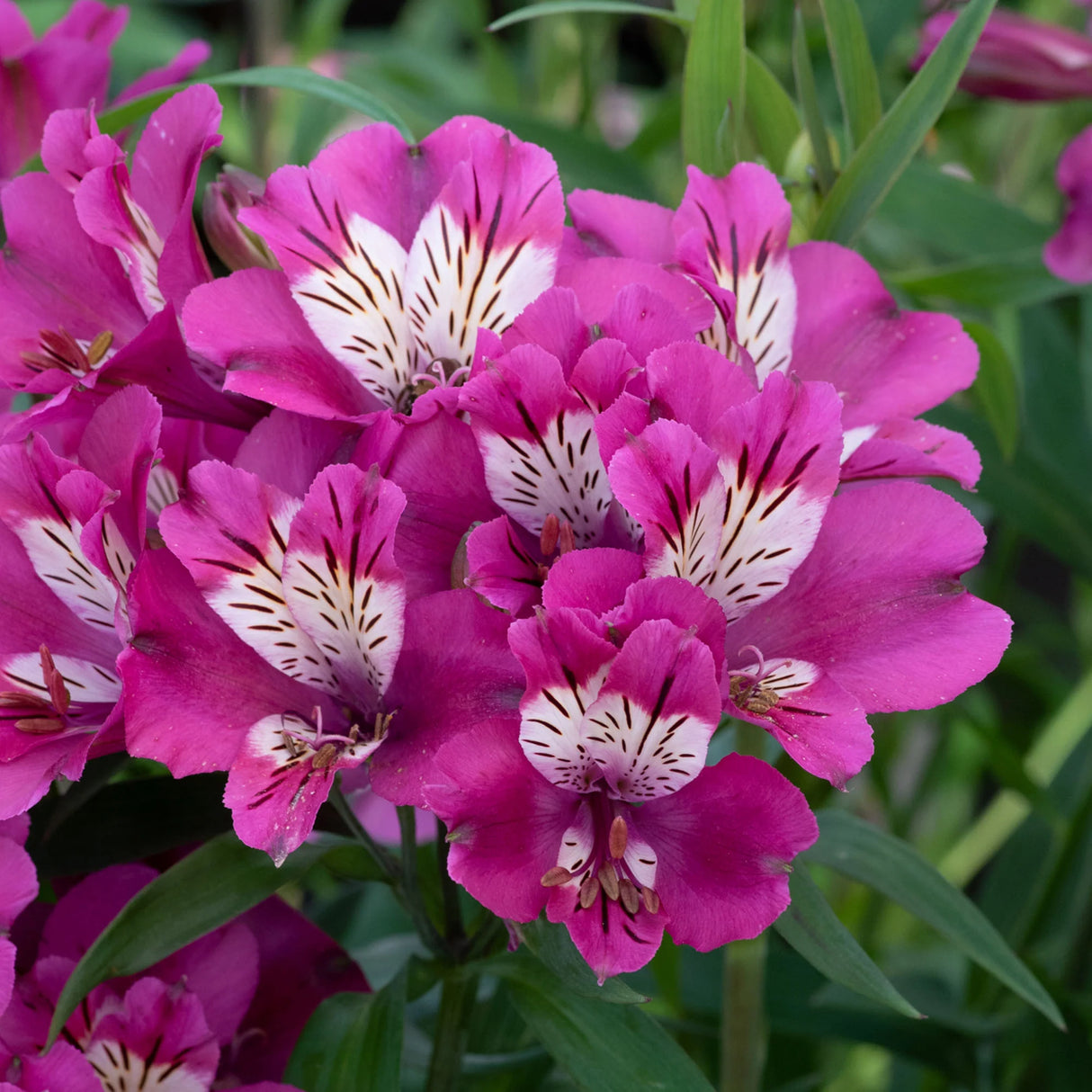 Alstroemeria 'Summer Chic'