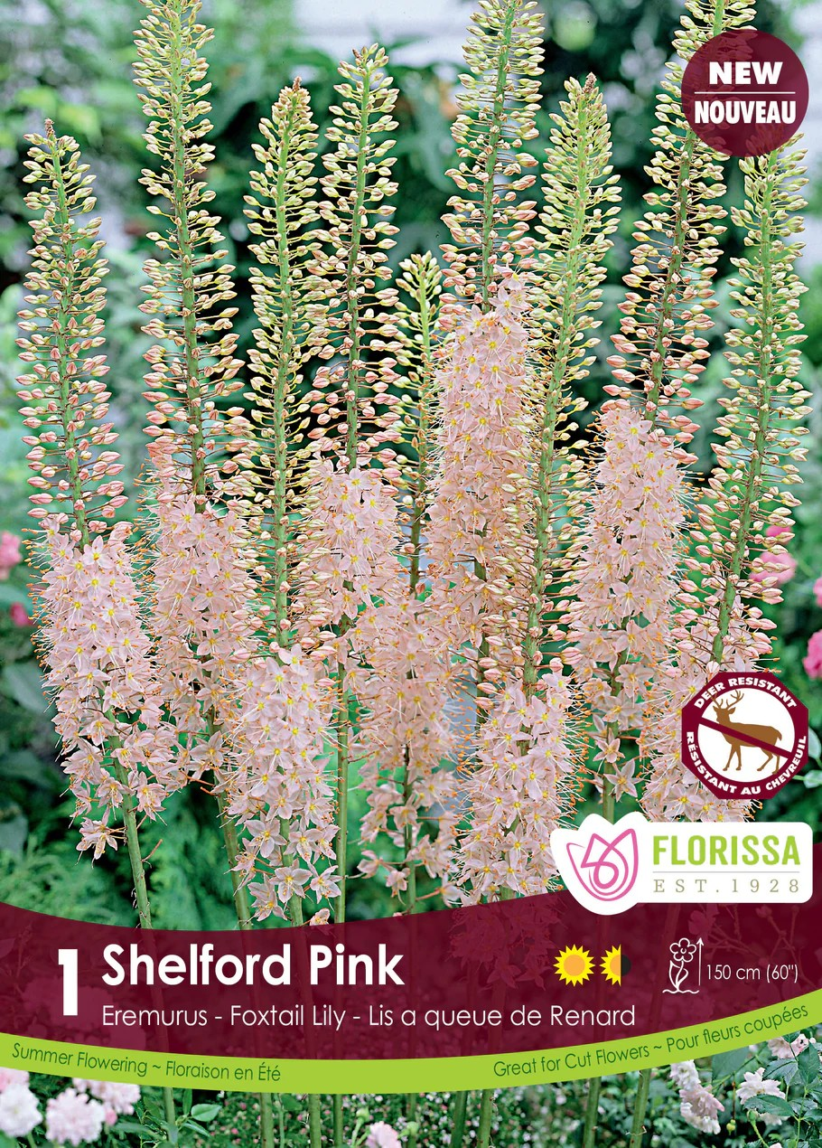 Eremurus 'Pink'