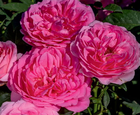 Rosa 'Miss Manners'
