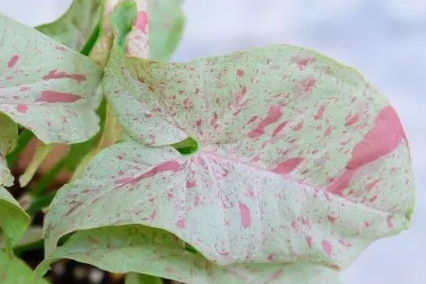 Syngonium 'Milk Confetti'