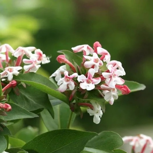 Abelia mosanensis 'Sweet Emotion'