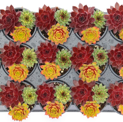 Chick Charms Trio 'Strawberry Sunrise'