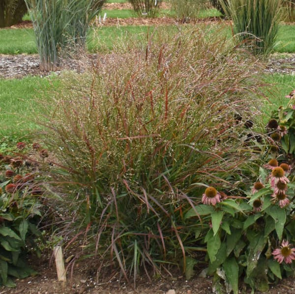 Panicum virgatum 'Prairie Flame'