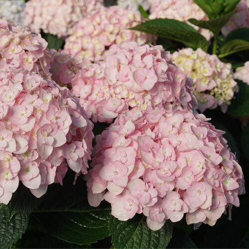 Hydrangea macrophylla 'Wee Bit Innocent'