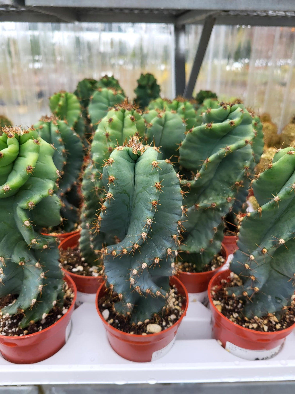 Spiral Cactus