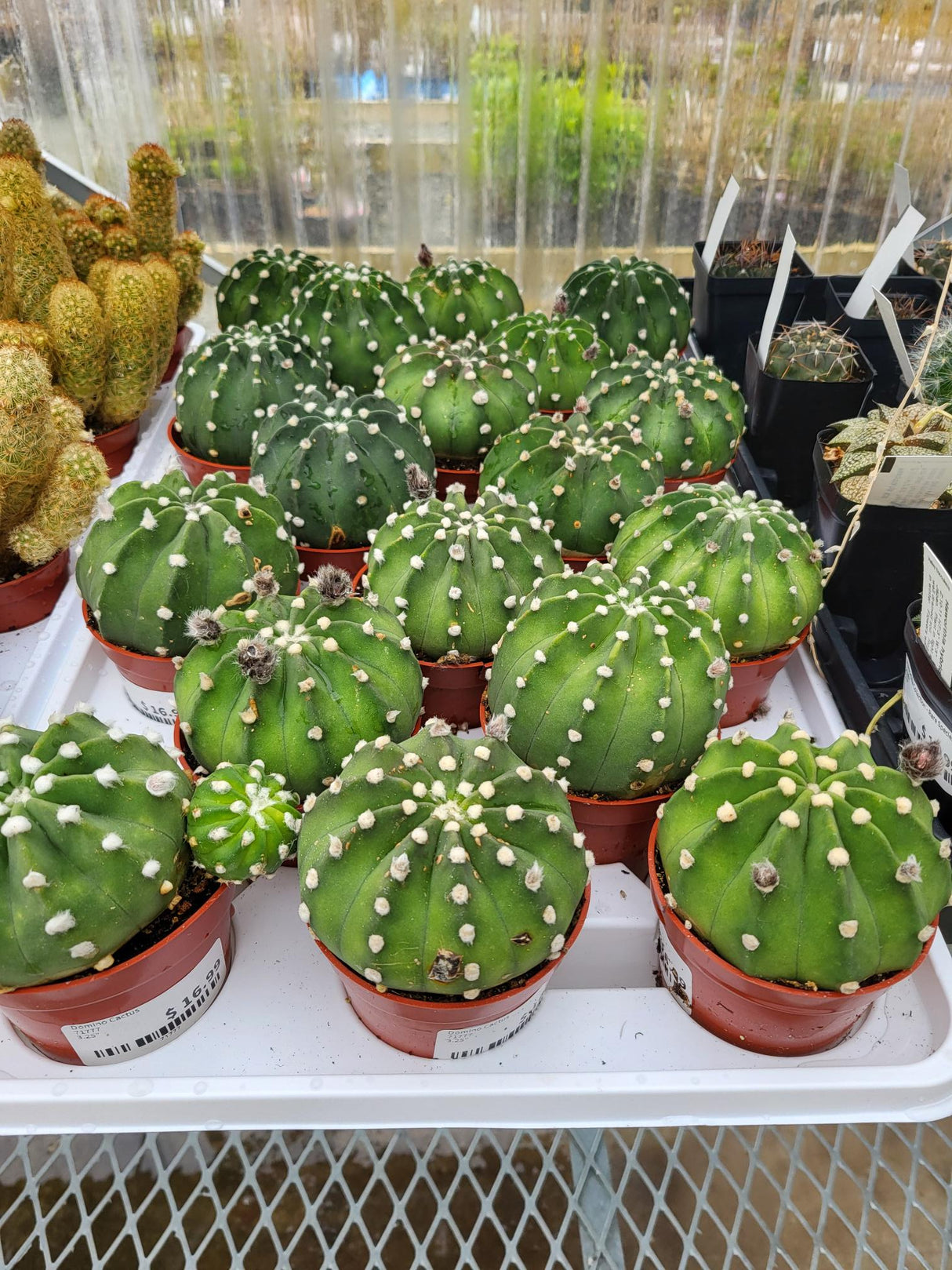 Domino Cactus
