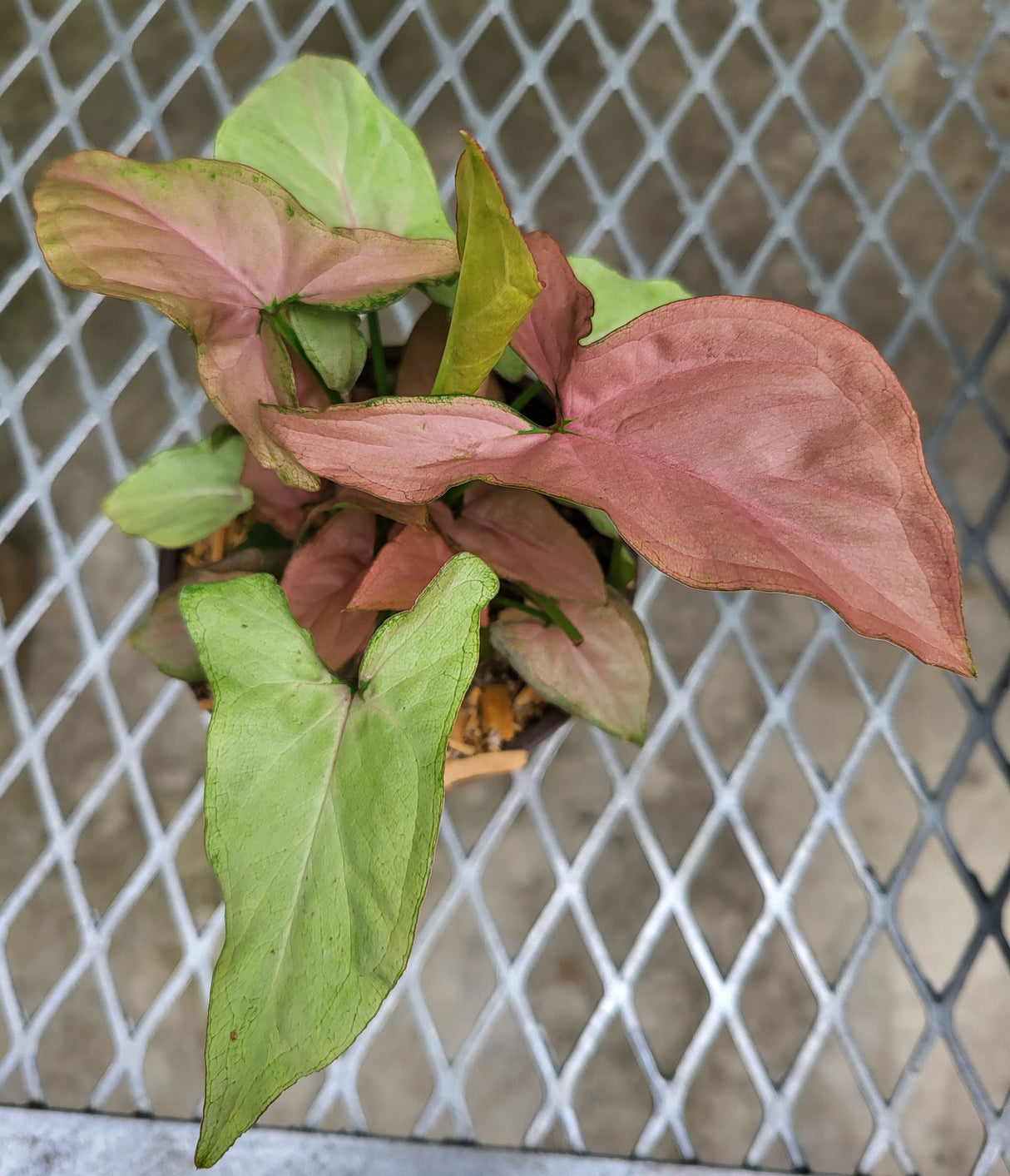 Syngonium 'Pink Perfection'