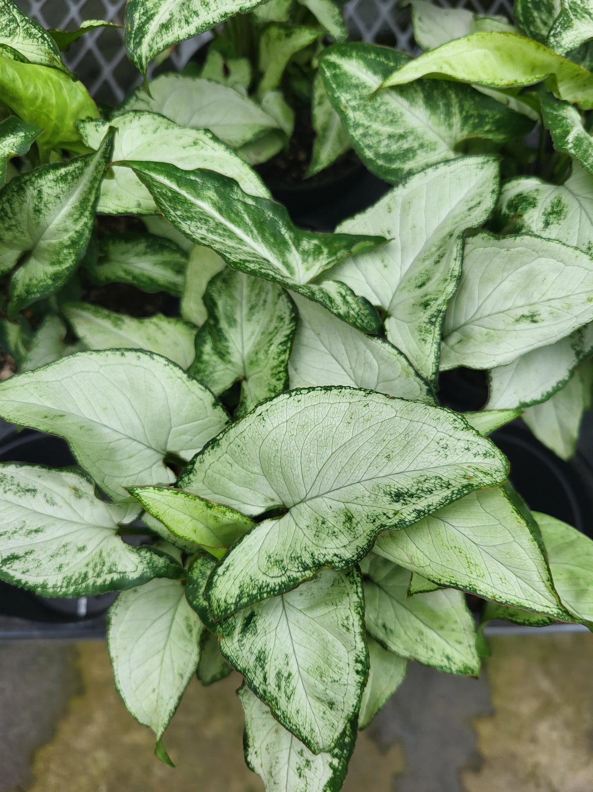 Syngonium 'Holly M'
