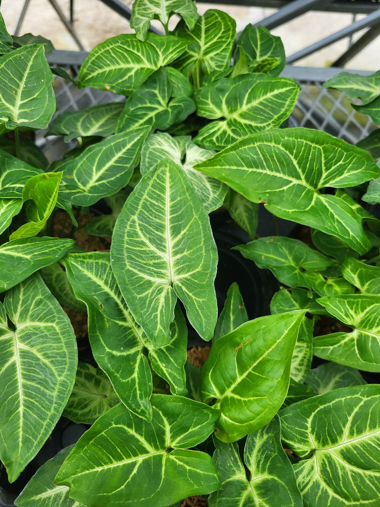 Syngonium 'Batik'