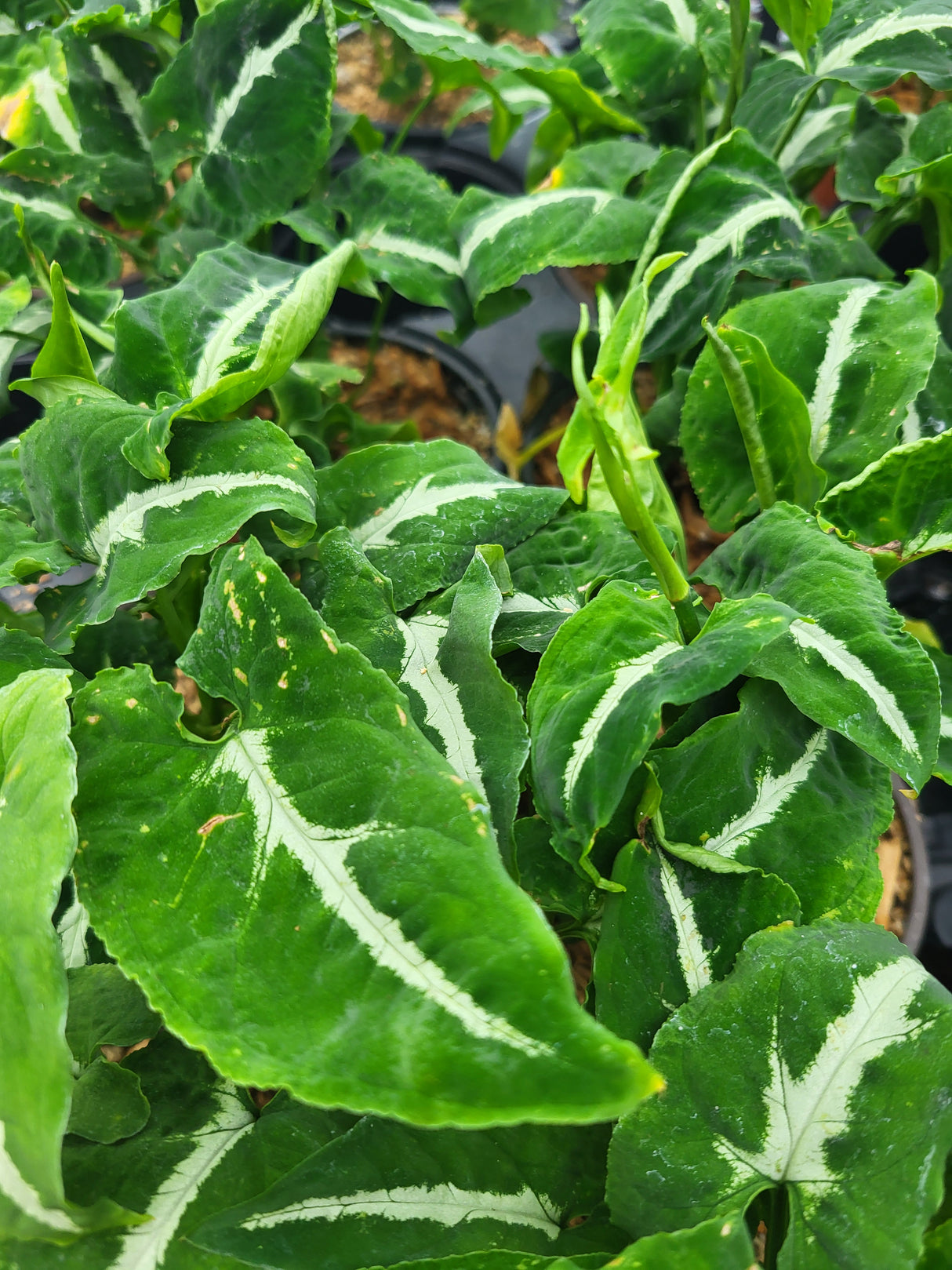 Syngonium wendlandii