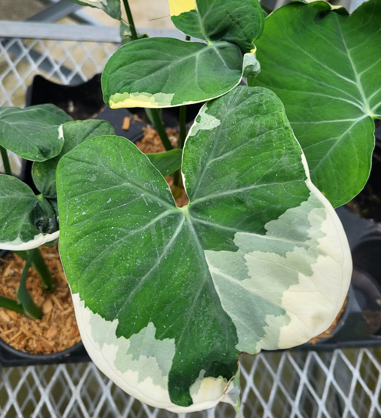 Alocasia 'Mickey Mouse'