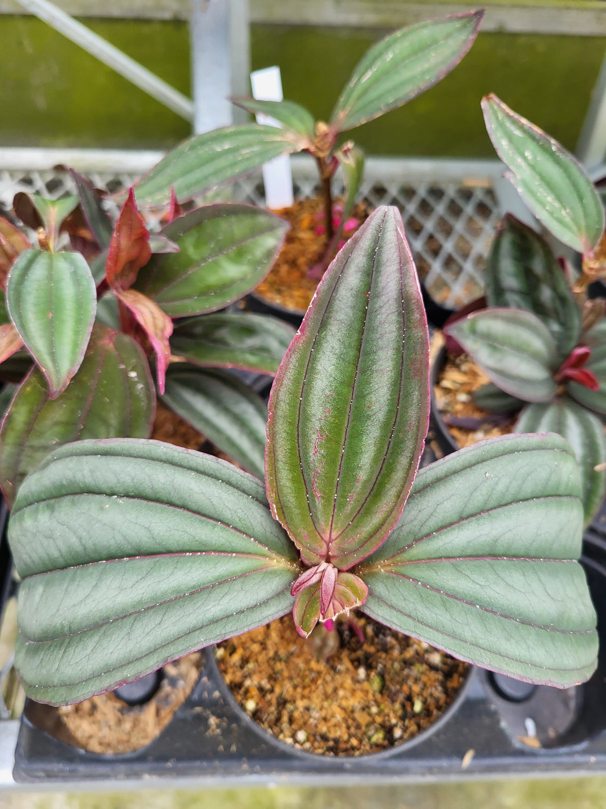 Medinilla sp. 'Gregori Hambali'