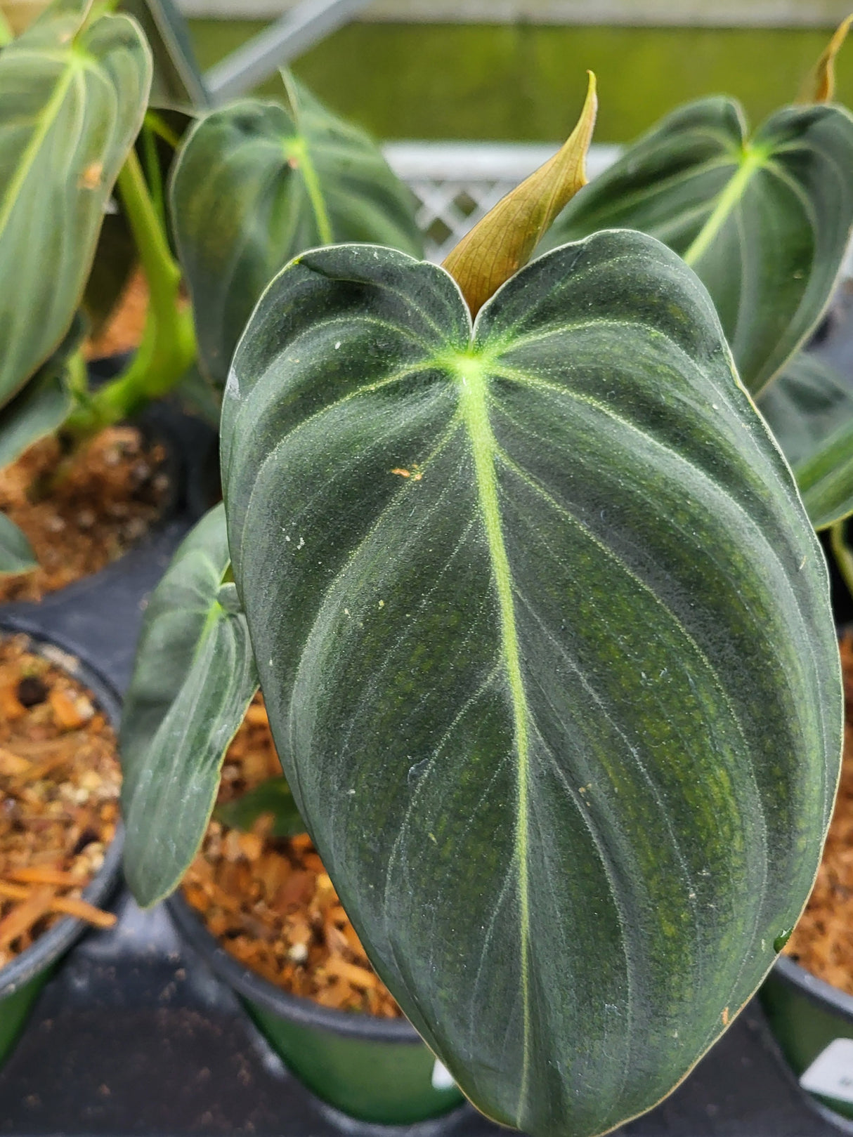 Philodendron "Black Gold"