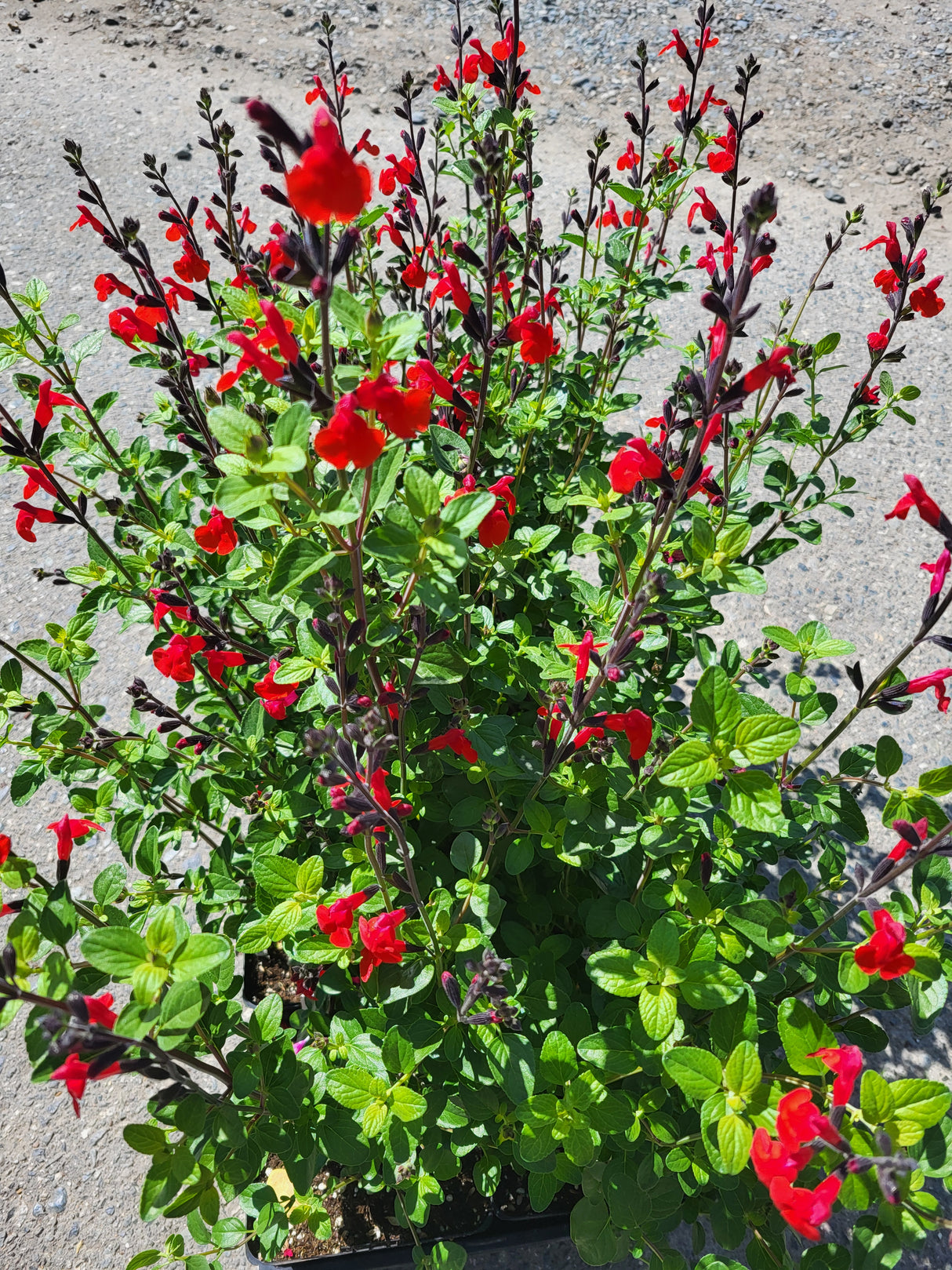 Salvia 'Royal Bumble'