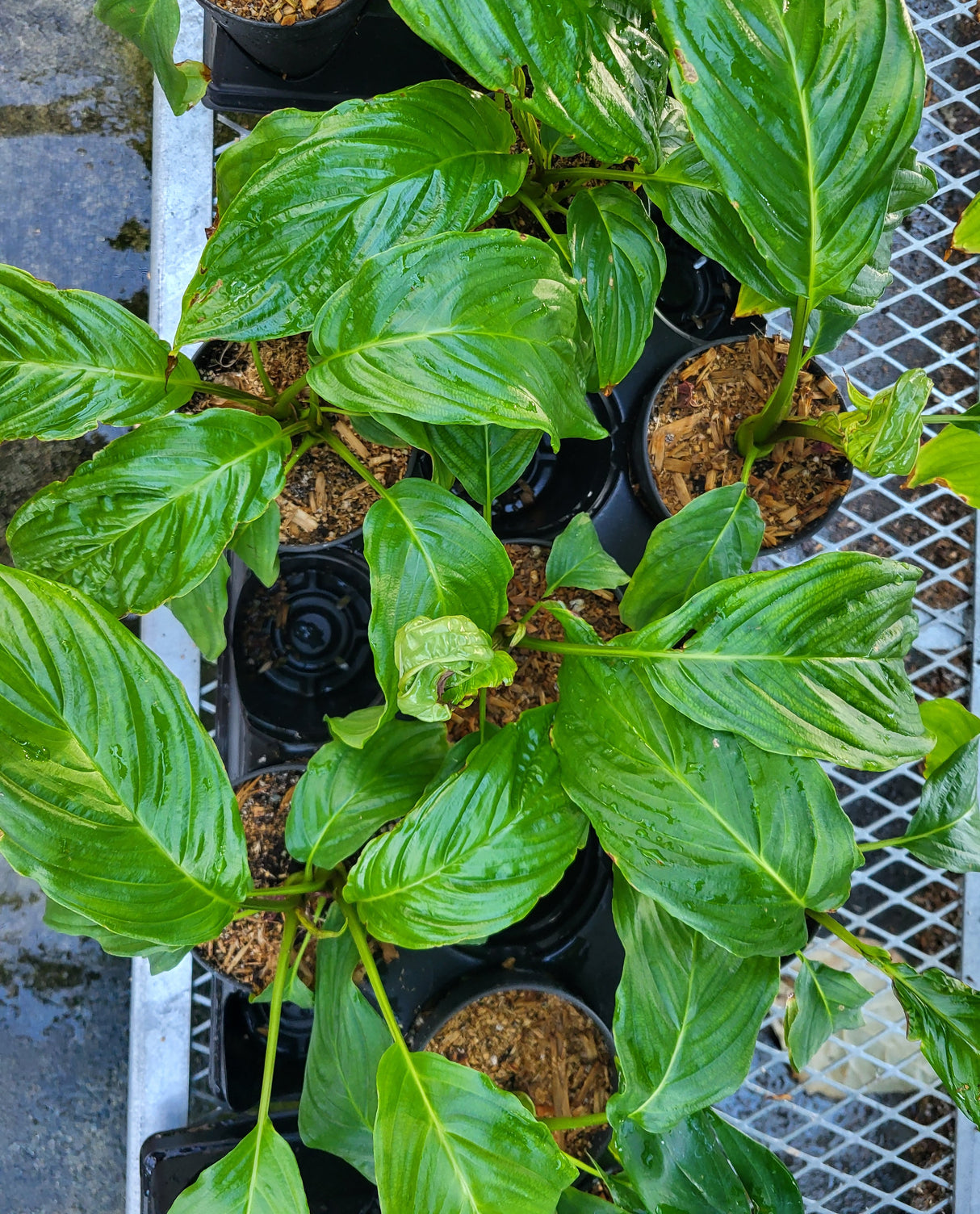 Tacca integrifolia