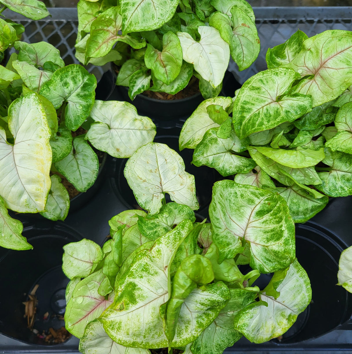 Syngonium 'Chiffon Allusion'