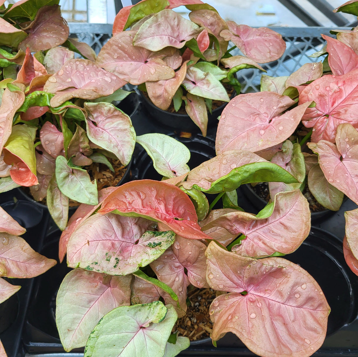 Syngonium 'Coral'