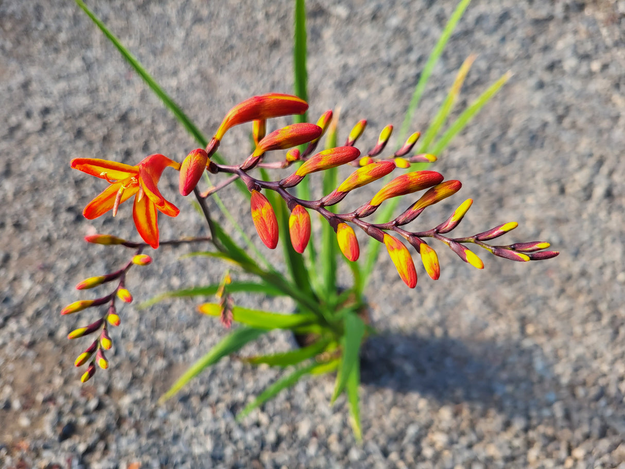 Crocosmia Firestars 'Firestarter'
