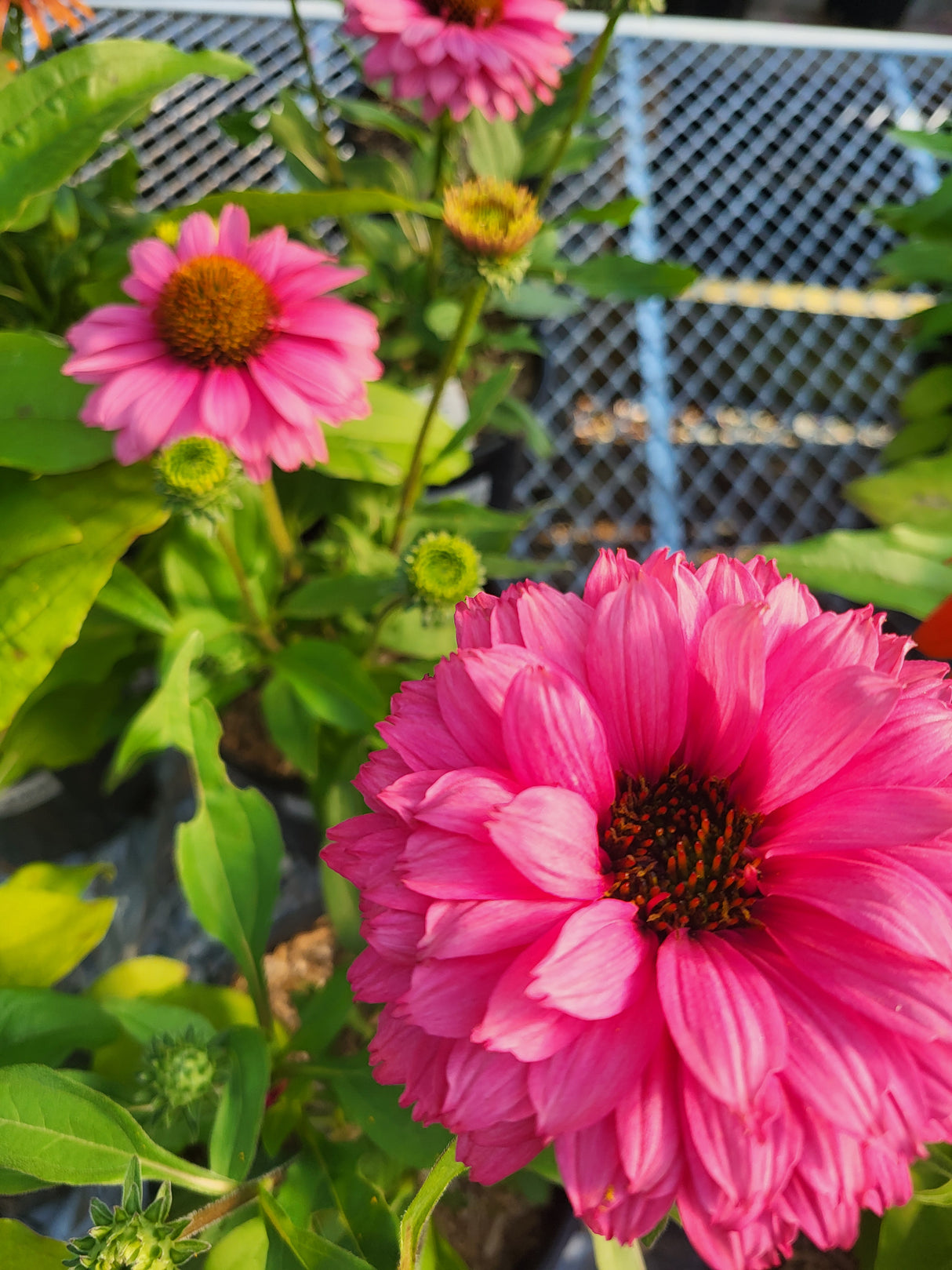 Echinacea Sunseekers 'Pink Grapefruit'