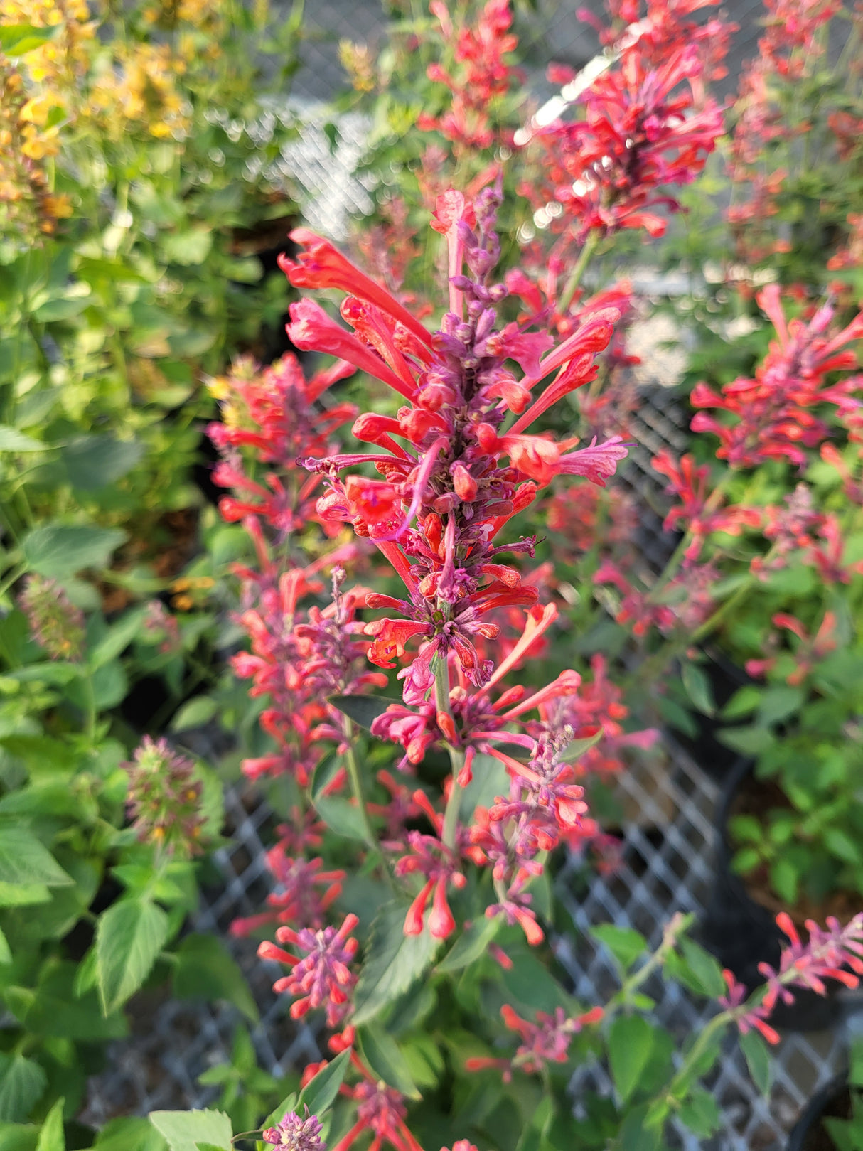 Agastache 'Peach Pearl'