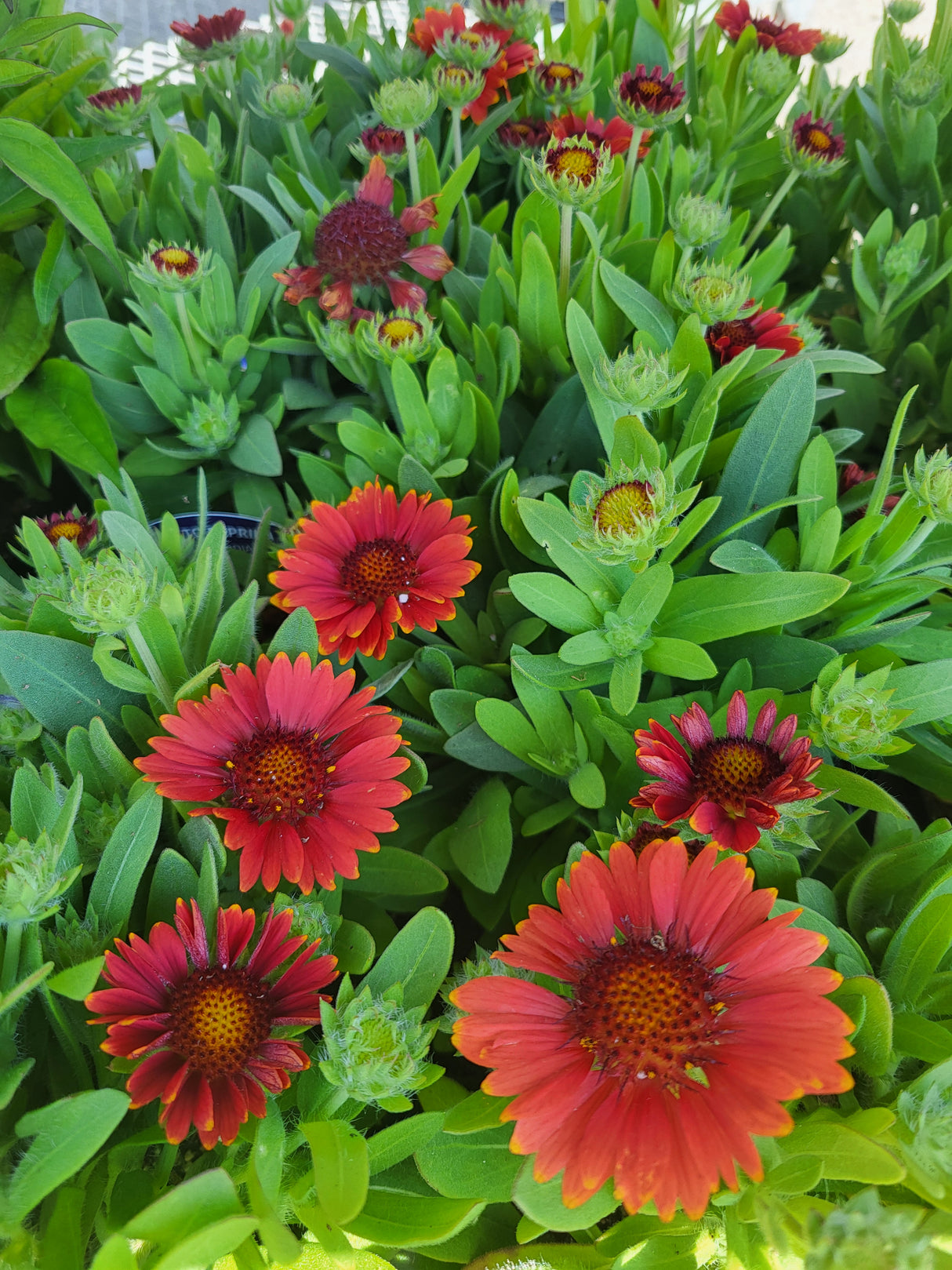 Gaillardia 'Paprika'