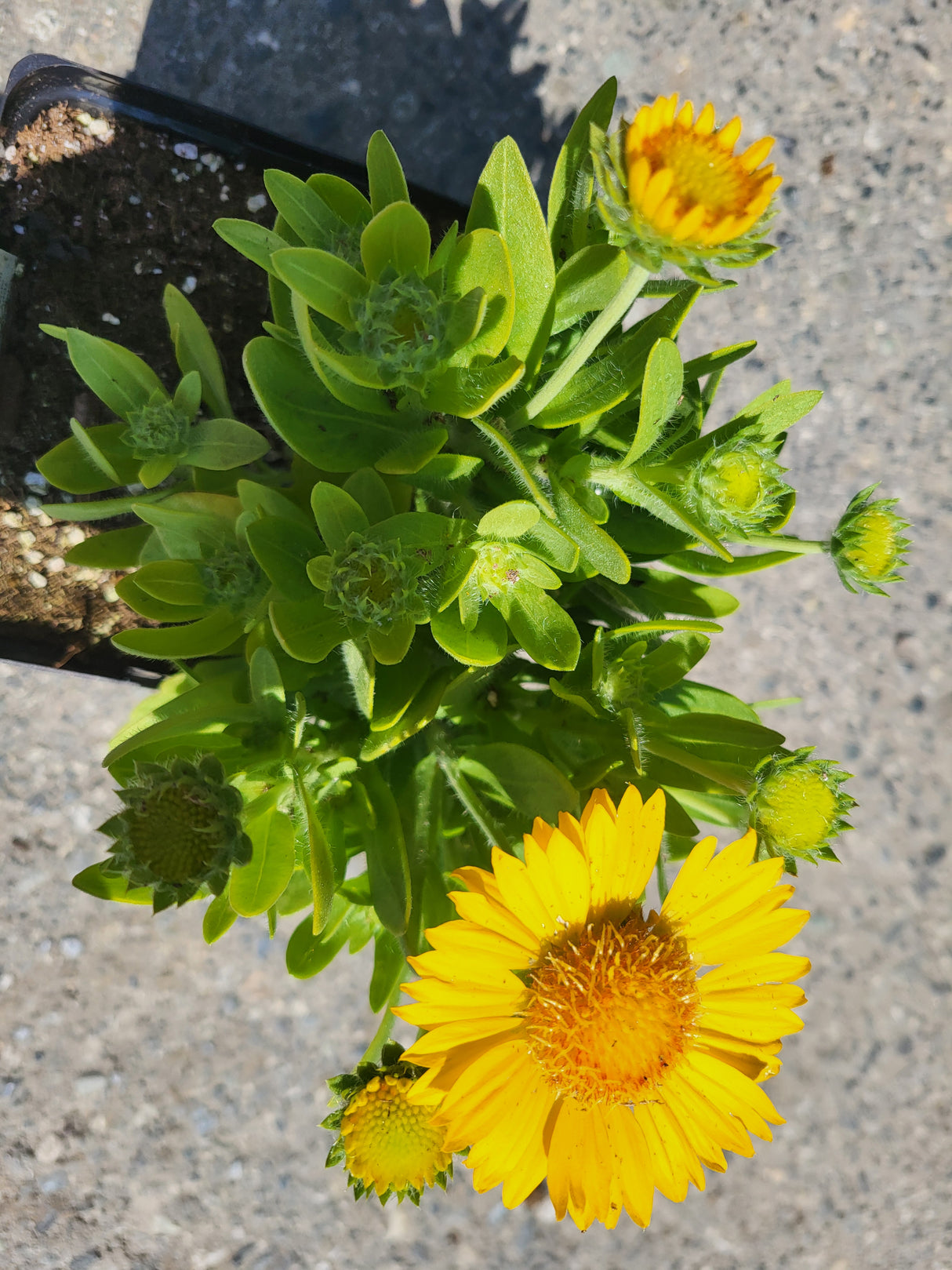 Gaillardia 'Gusto Lemon'