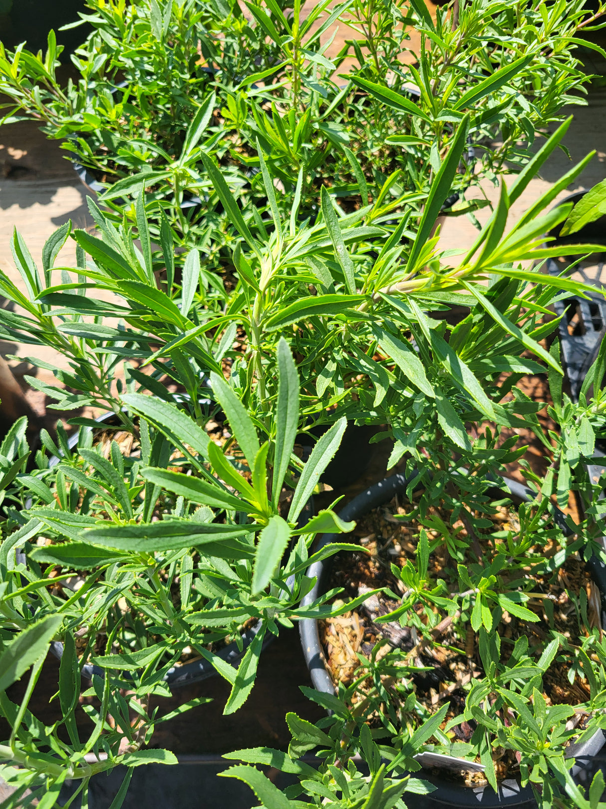 Penstemon fruticosus