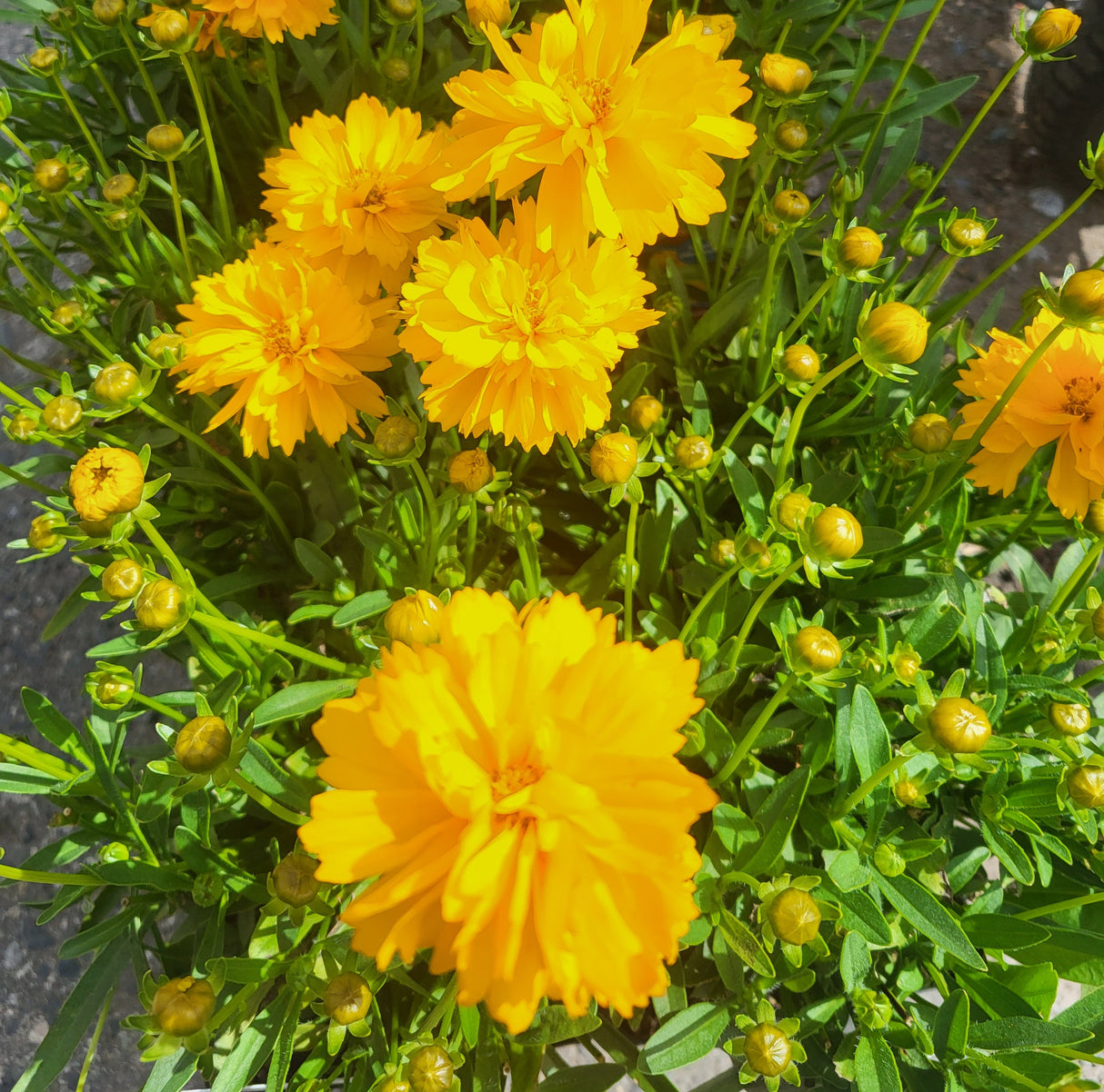 Coreopsis Solanna 'Sunshine'