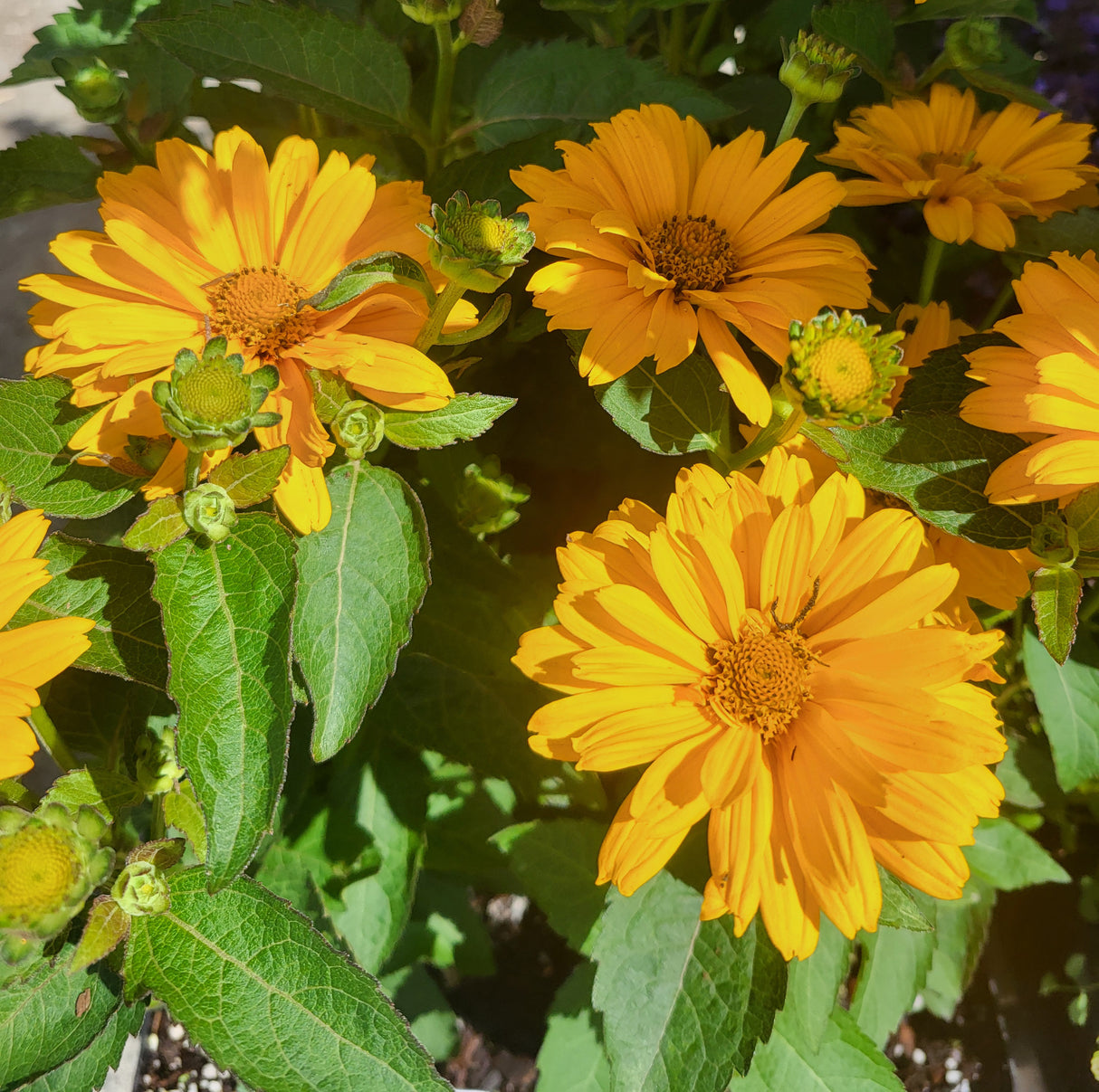 Heliopsis 'Sole Giatto'