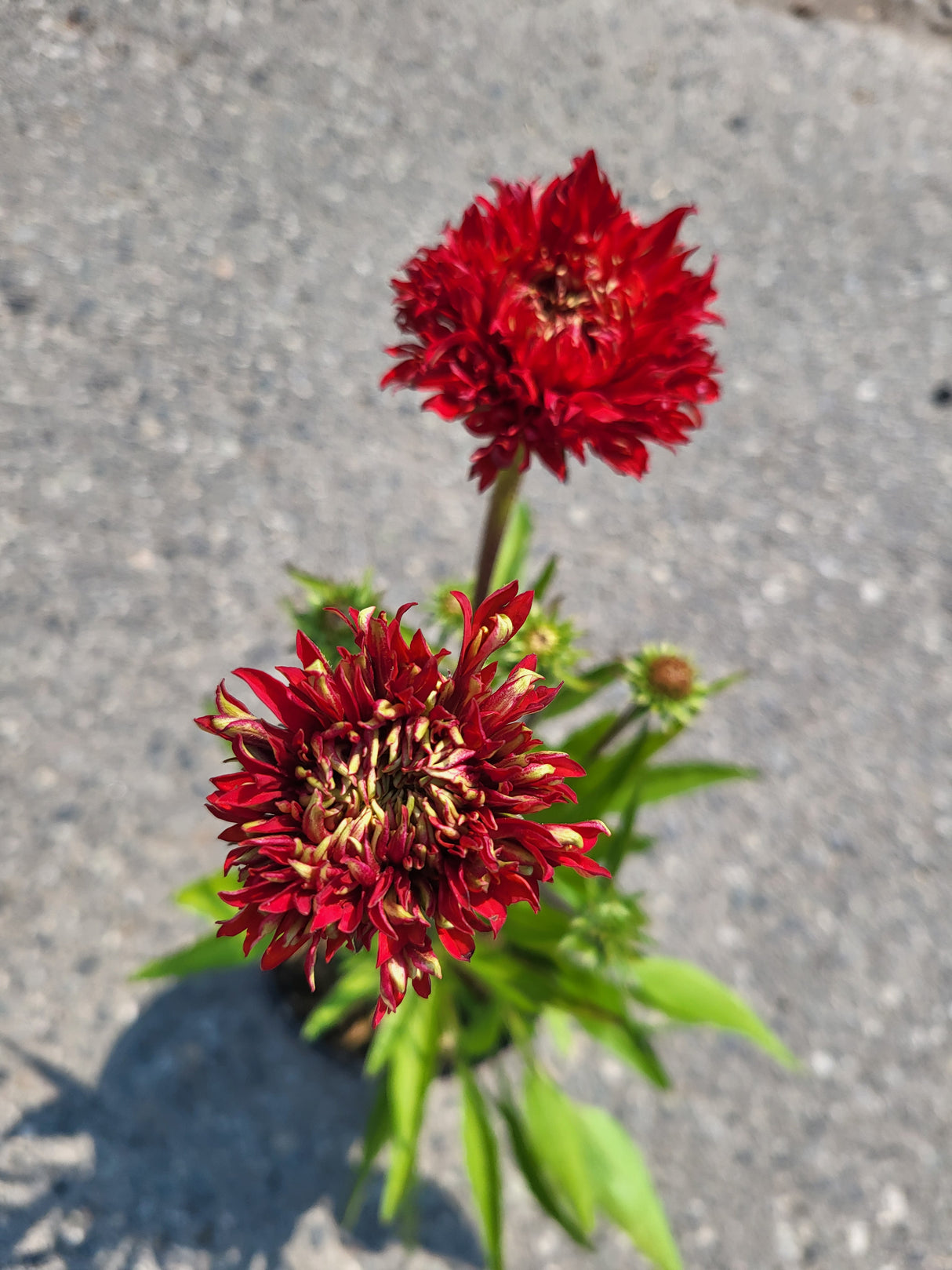 Echinacea 'Fringe Festival'