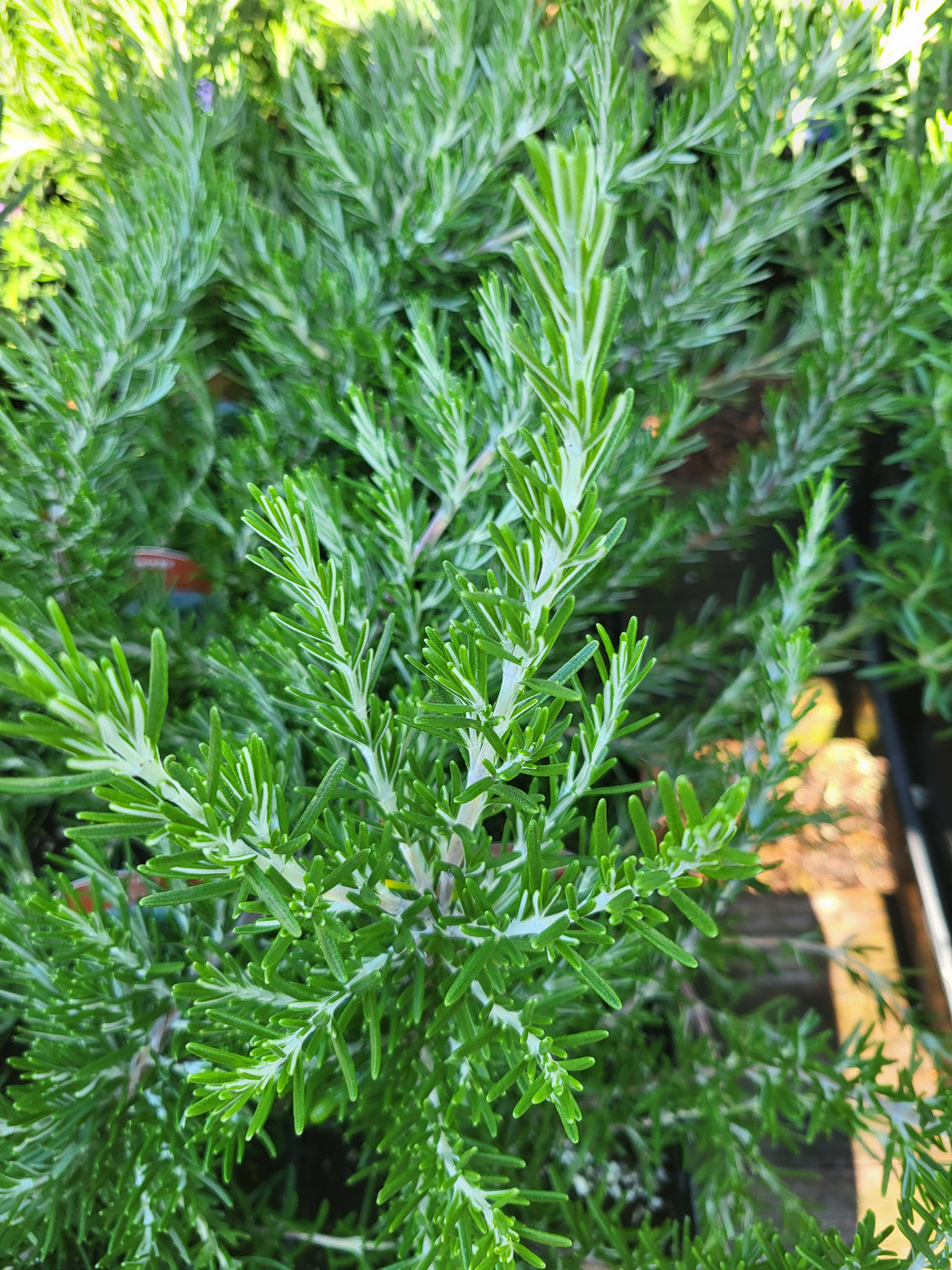 Rosmarinus officinalis ‘Foxtail’