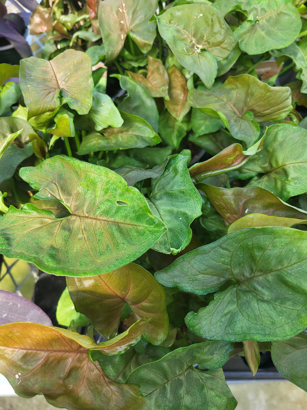 Nephthytis sp.