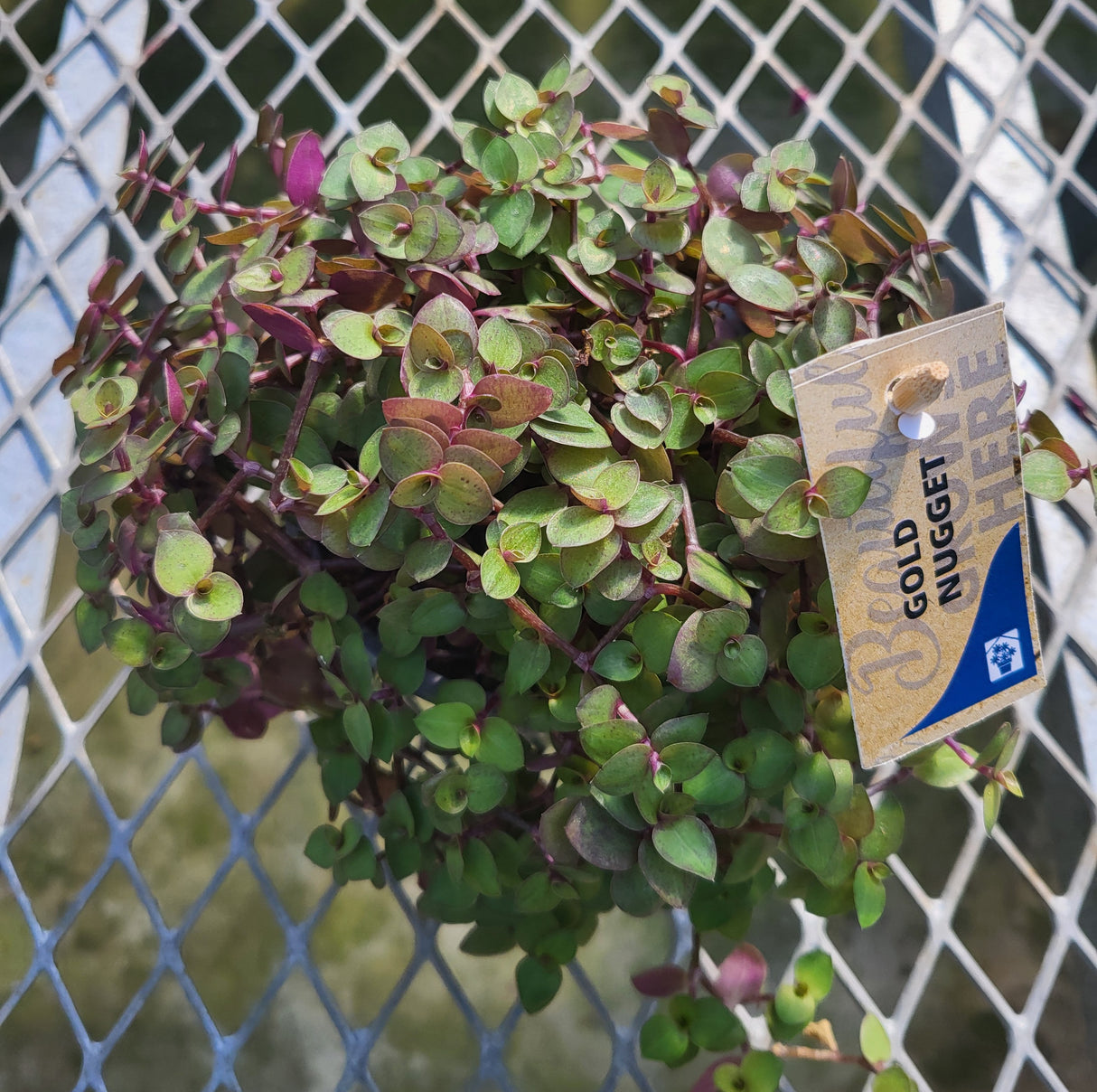 Callisia repens 'Gold Nugget'