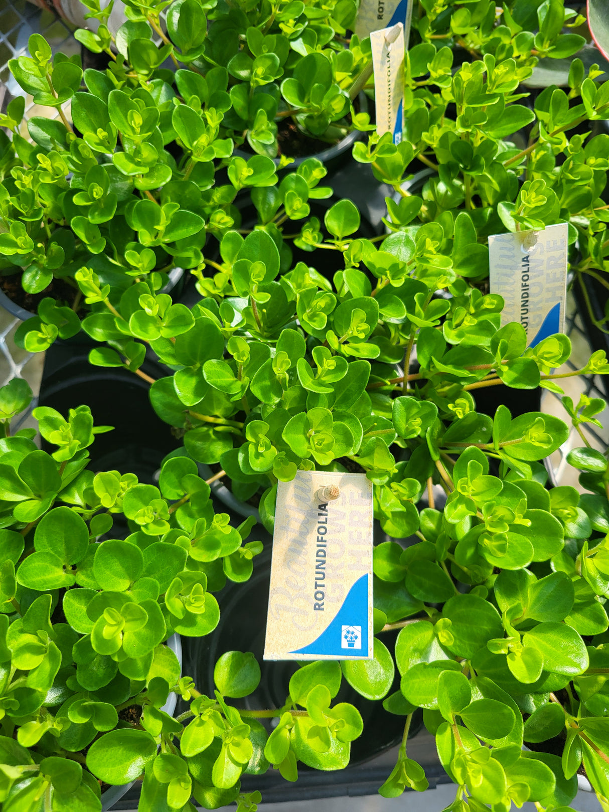 Peperomia rotundifolia