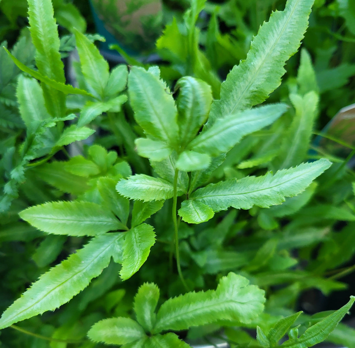 Pteris cretica