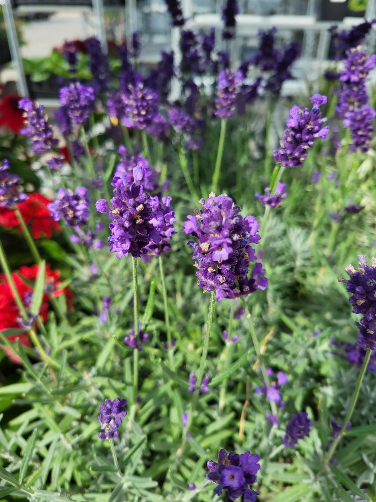 Lavandula angustifolia 'Vintro Blue'