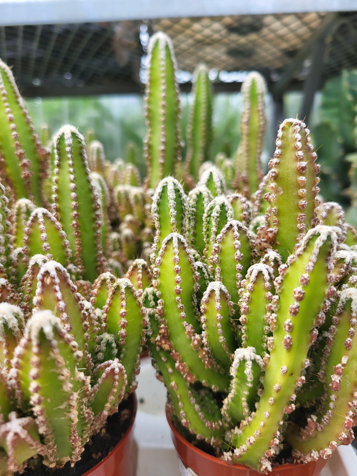 Fairy Castles Cactus