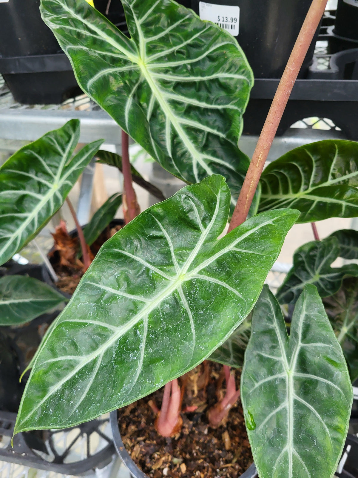 Alocasia 'Pink Princess'