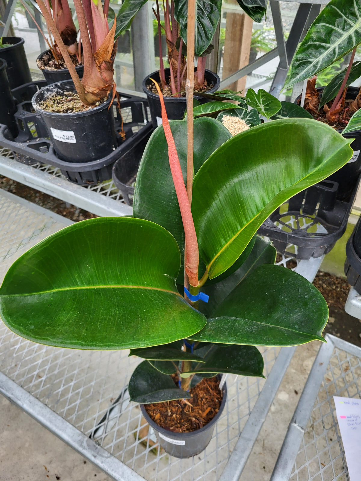 Ficus 'Sophia'