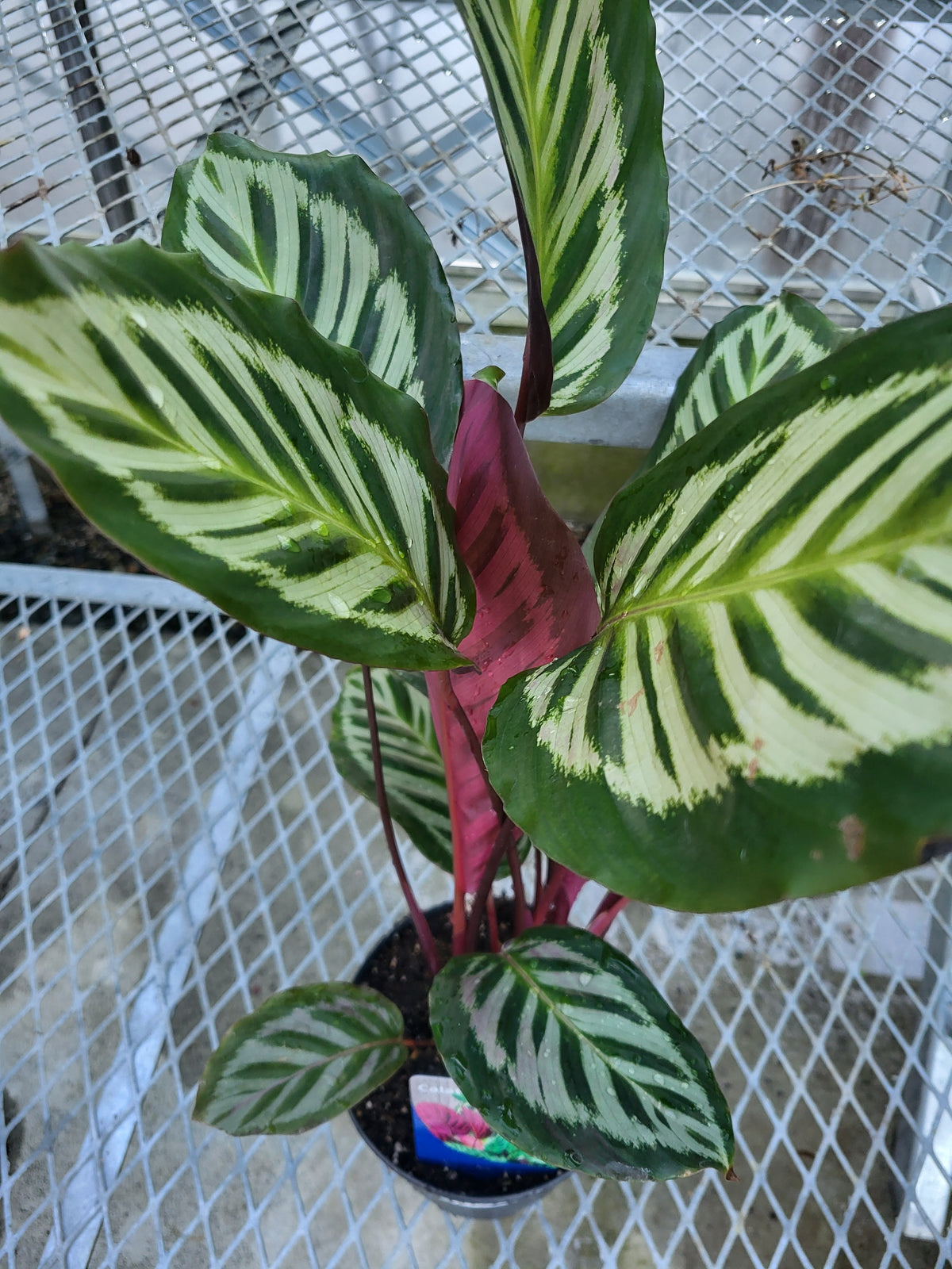 Calathea sp.