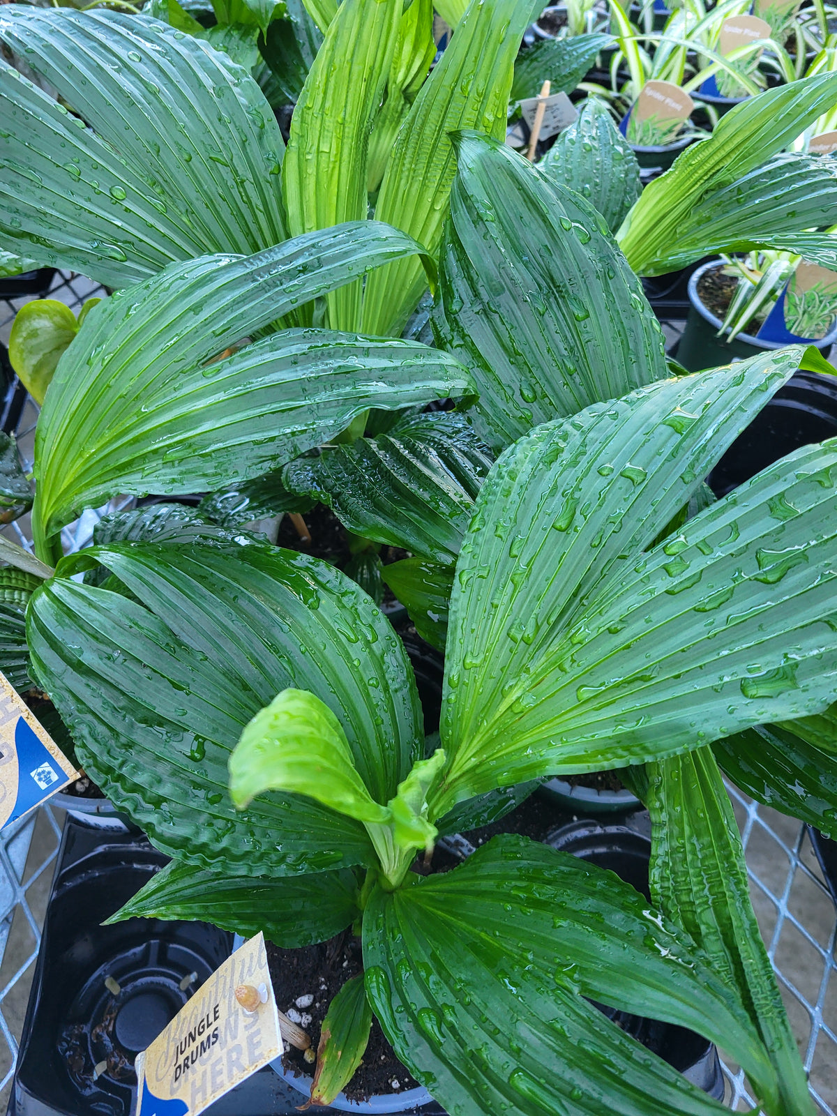 Carludovica palmata