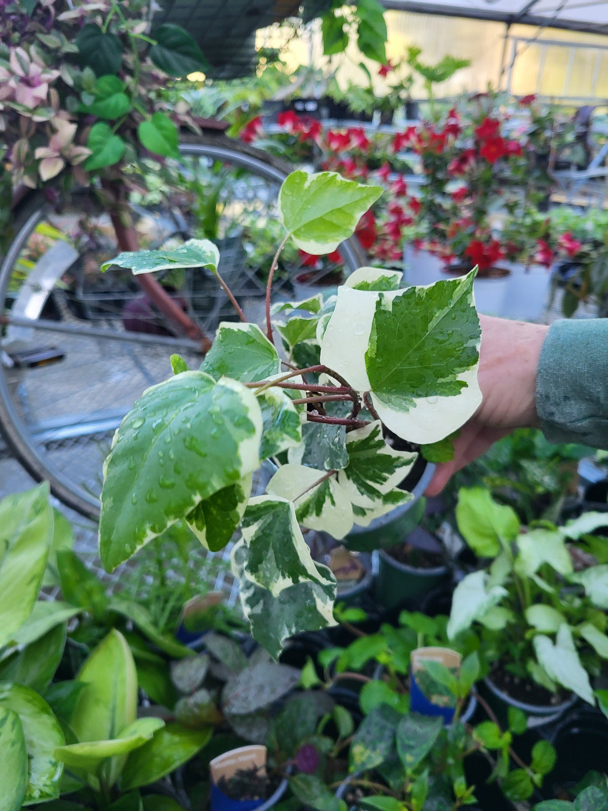 Hedera canariensis