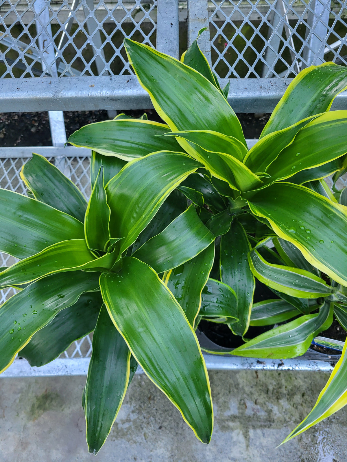 Dracaena deremensis