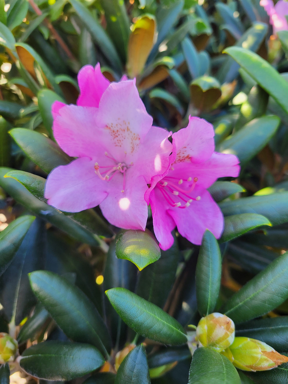 Rhododendron 'Kalinka'