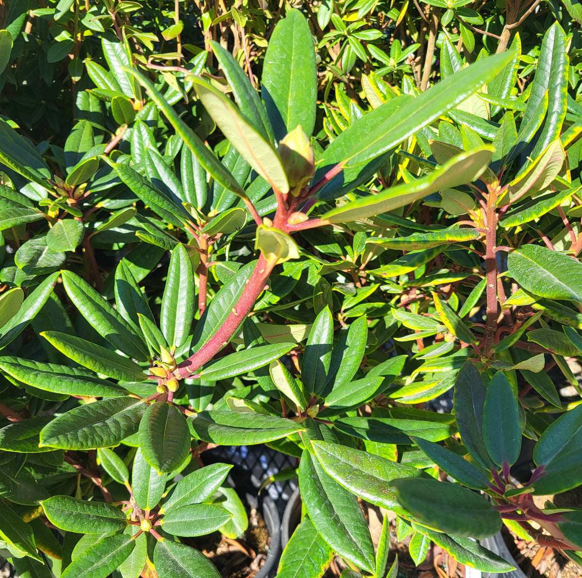 Rhododendron 'Red Wood'