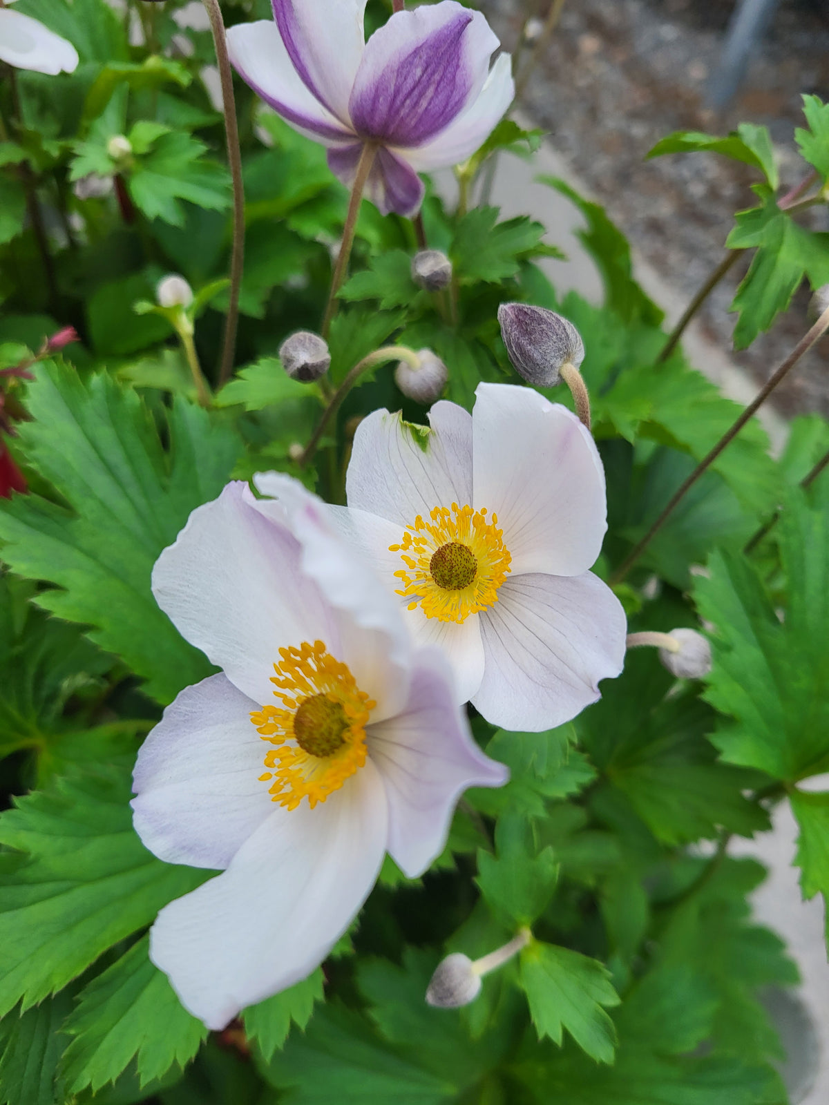 Anemone 'Elfin Swan'