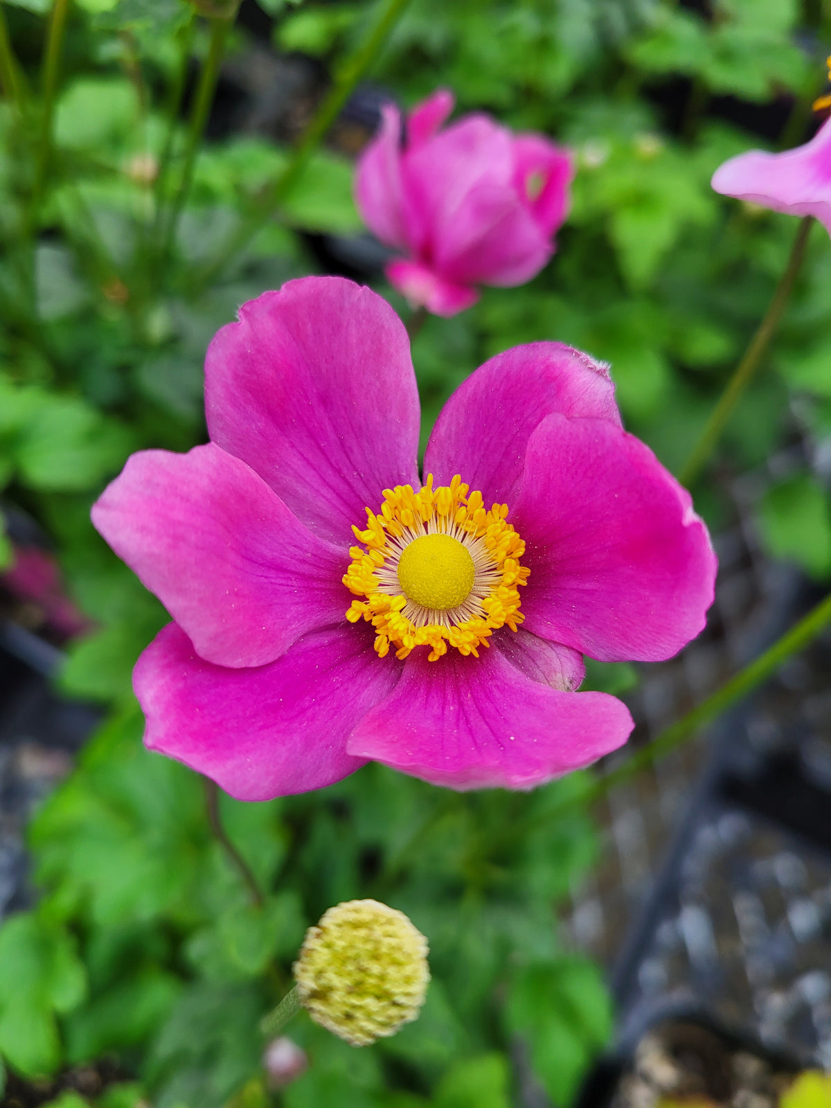 Anemone 'Summer Breeze'