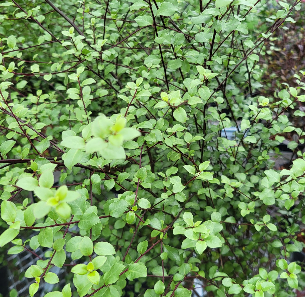 Pittosporum 'Silver Sheen'